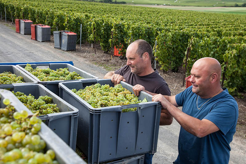Viticulteur Epernay